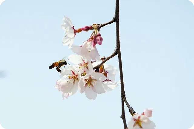 벚꽃 매화 차이 개화 시기와 꽃말은?