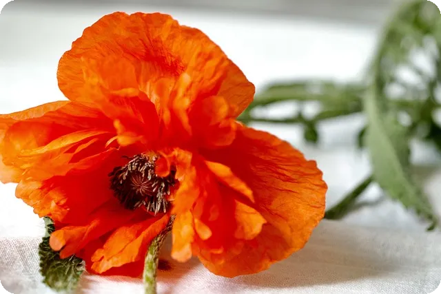 산청 산불원인과 피해 분석: 어떻게 발생했나