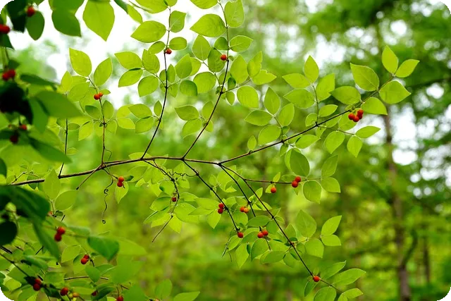식스센스 양평 찜질방 뷔페 총정리