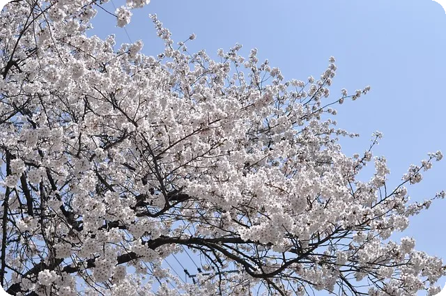 의정부 벚꽃 명소 탐방, 어디가 좋을까?