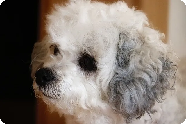 중단발 레이어드컷의 완벽한 스타일링 비법은?