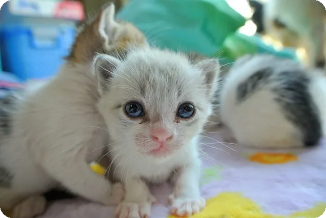 최여진 가평아빠 누구길래 동상이몽서 화제인가